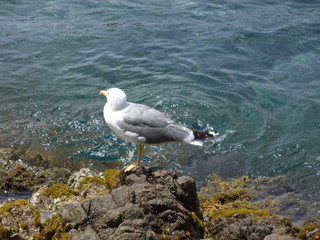 Gaviota gritando y avisando del peligro o bien llamando a su polluelo para volver al nido