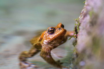 A frog in a lake