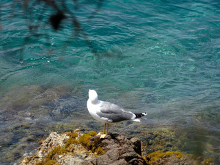 Gaviotas en un acantilado de la costa mediterránea