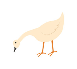 Goose vector, isolated bird with plumage, domestic animal eating crops from ground, countryside area, poultry farming and tending flat style livestock