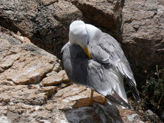 Gaviotas en un acantilado de la costa mediterránea