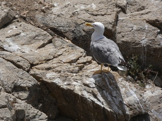 Gaviotas en un acantilado de la costa mediterránea