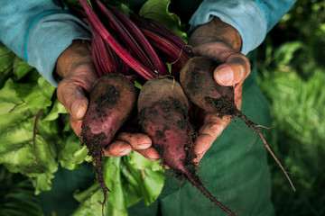 Farmer holding fresh beet. Vegetables harvest. Organic fresh harvested vegetables.