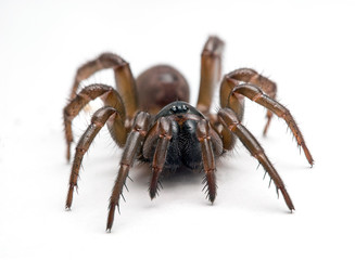 Female Pacific folding door spider, Antrodiaetus pacificus, on white background looking at the camera
