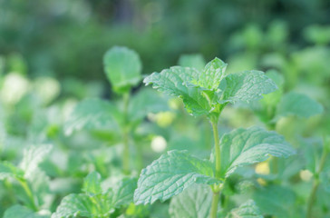 Fresh green peppermint vegetable Fresh green peppermint vegetable plant growing in vegetable garden for tea or drink,mint leaf background,