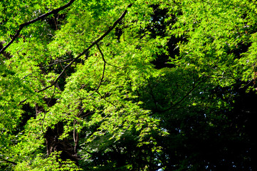 Tokyo Shinjuku's park, tree tree shade very cool
