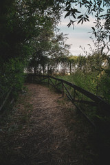 Wooden path in the ecological reserve