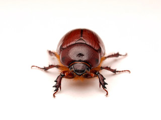 May beetle, Phyllophaga species, in Baja Mexico, photographed on white background, front view