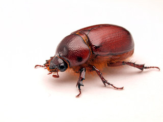 May beetle, Phyllophaga species, in Baja Mexico, photographed on white background, side view