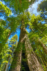 Fototapeta premium Tall Trees Towering Redwoods National Park Crescent City California
