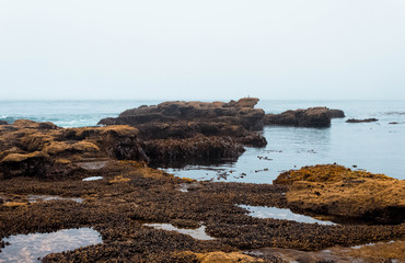 Exposed Rocky Seabed on Foggy Serene Beach During Low Tide Canada