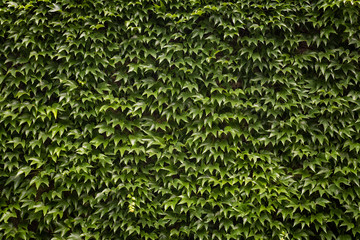 Green ivy. Concept background and texture