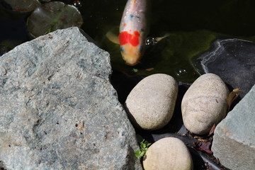 fish in a fish pond