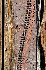 Old piano pin block used in building wall in the old mining town of Bodie, California . Example of...