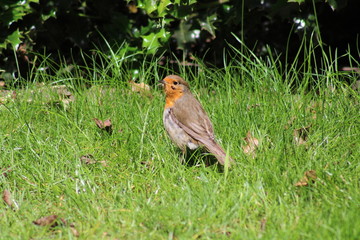 robin garden bird