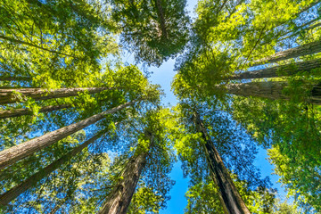 Fototapeta premium Tall Trees Towering Redwoods National Park Crescent City California