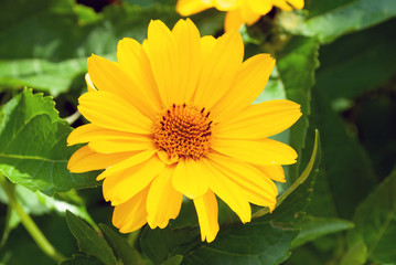 yellow flowers in the garden. summer