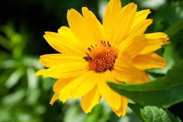 yellow flowers in the garden. summer