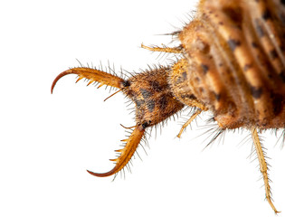 antlion, Brachynemurus ferox, head and jaws photographed from above on white background