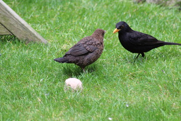 baby blackbird 