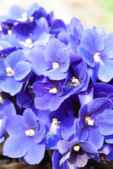 blue violet macro. flower. in the sun. summer