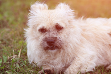 Cute dog sitting in grass