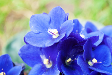 Fototapeta na wymiar blue violet macro. flower. in the sun. summer