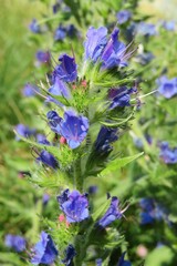 Echium vulgare flowers in the meadow, closeup 
