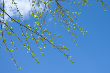 Spring natural background with young birch leaves