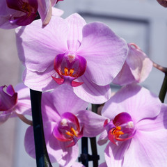 pink orchids in the sun