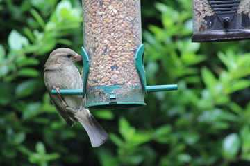 garden birds