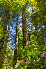 Fototapeta premium Tall Trees Towering Redwoods Pink Rhododendron National Park Crescent City California