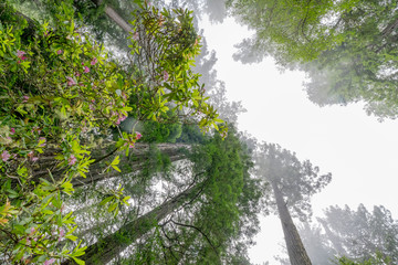 Coastal Mist Tall Trees Towering Redwoods Pink Rhododendron National Park California