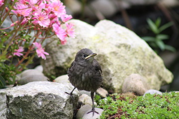 a fluffy baby starling