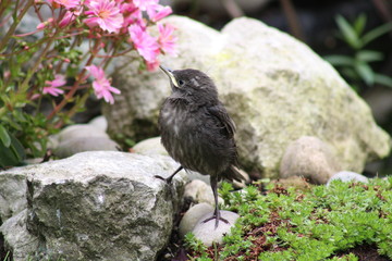 a fluffy baby starling