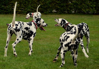 Dalmatiner