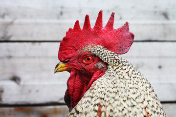 Cock close-up