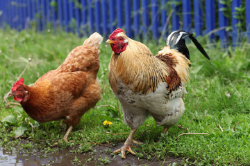 Naklejka na ściany i meble Colorful domestic hen and cock near the fence