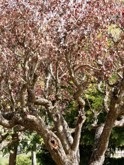 Prunus cerasifera 'atropurpurea' ou Cerisier Myrobolan, arbre ornemental des parcs et jardins pour son feuillage pourpre foncé
