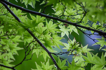 Maple