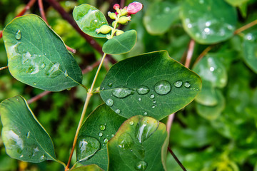 Drops on the green leaf