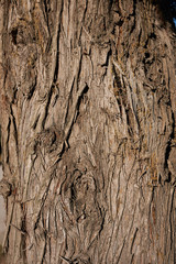 Cupressus sempervirens