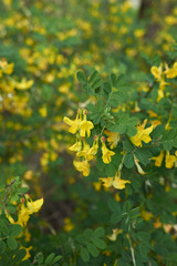 Cytisus sessilifolius