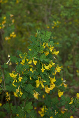 Cytisus sessilifolius