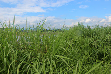 하늘과 강변 풀