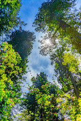 Tall Trees Towering Redwoods National Park Crescent City California
