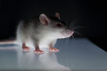 Little young white rat with red eyes on a glowing surface