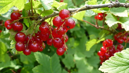 berries of red currant on bush