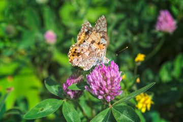 Argynnis paphia. Beautiful Argynnis paphia butterfly in sunlight in herb garden.