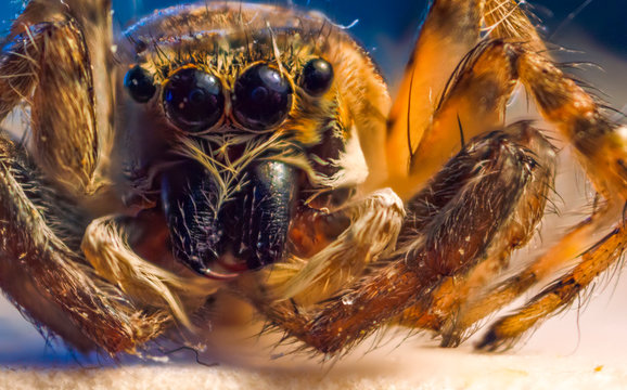 ara&ntilde;a vista atraves de microscopio